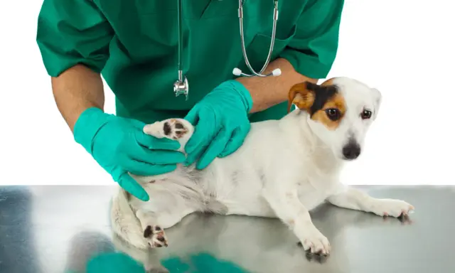 Vétérinaire examinant la patte d'un chien, possiblement pour un problème de ligament croisé.