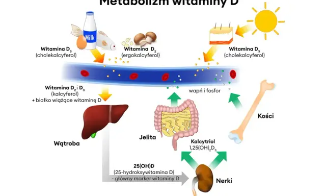 Witamina D3 na co pomaga? Wzmocnienie kości, prawidłowy metabolizm wapnia i fosforu, wsparcie dla jelit i nerek.