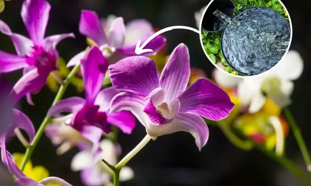 Piękne kwiaty dendrobium nobile, klucz do ich domowej uprawy to odpowiednie nawadnianie.