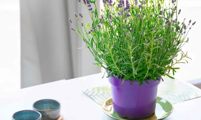 A vibrant lavender plant in a purple pot, showcasing its delicate purple blooms. This image hints at the simple joys of lavender plant care.