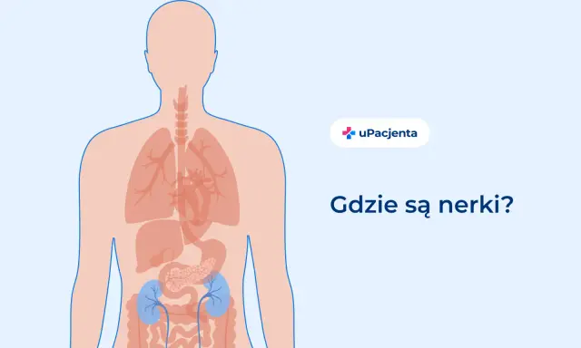 Ilustracja pokazuje ludzkie ciało z zaznaczonymi narządami wewnętrznymi. Dwa niebieskie organy to nerki. Ból pleców u dziecka może być związany z problemami z nerkami.
