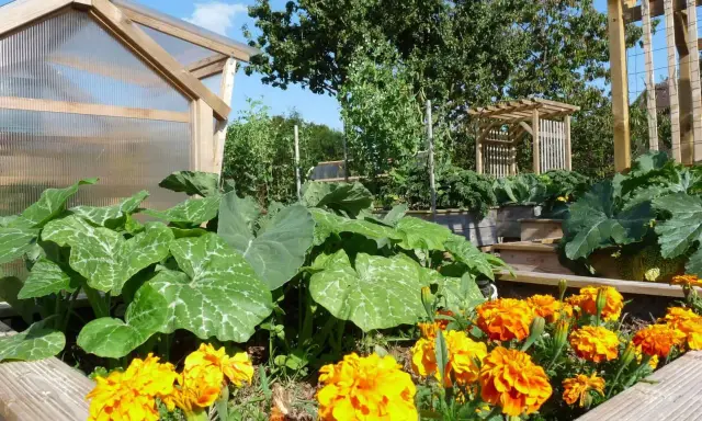 Un potager luxuriant avec des courges, des choux et des œillets d'Inde éclatants. Une serre en bois et une tonnelle complètent ce paysage verdoyant.