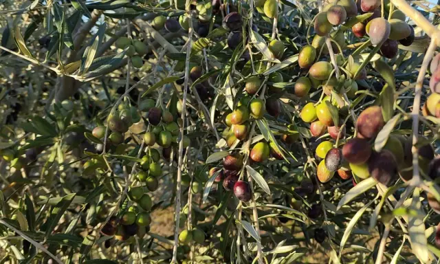 Un olivo cargado de aceitunas verdes y moradas, listas para la cosecha. Los olivos dan aceitunas todos los años, prometiendo aceite y sabor.