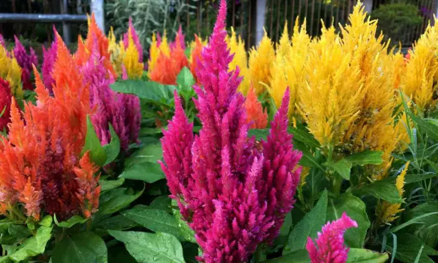 Un parterre de celosia extérieur aux couleurs vives : rose, orange et jaune. Les fleurs ressemblent à des plumes.