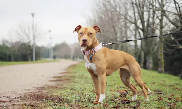 En ståtlig pitbull i Sverige, med en rosa halsband, står på en gräsmatta vid en grusväg.