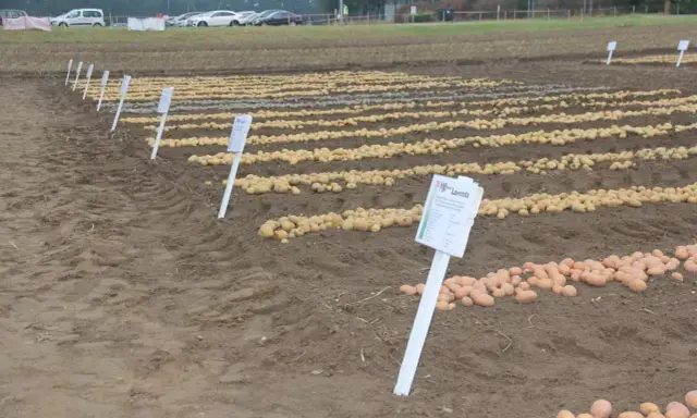 Rzędy ziemniaków na polu, z tabliczką "Lawenda". Ignacy podziwia plony.
