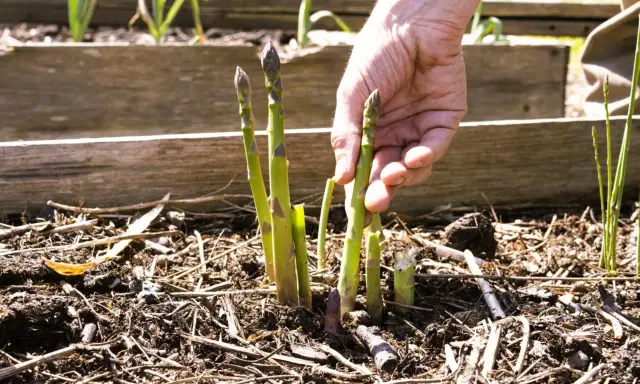 Main d'un jardinier récoltant des asperges vertes et violettes, signe d'une culture des asperges réussie.