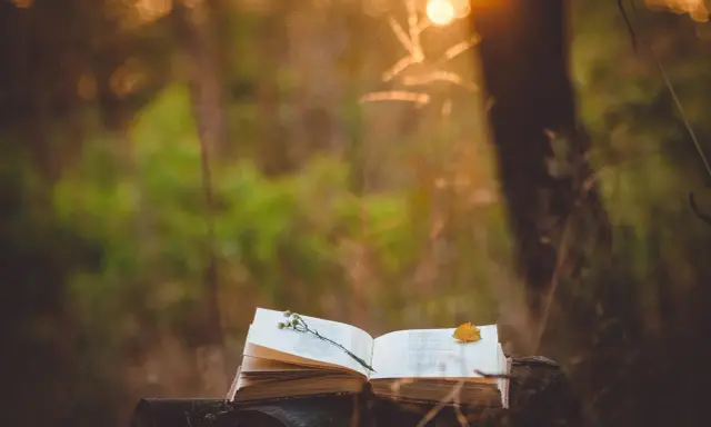 Un libro aperto su un tronco, con un fiore e una foglia. La luce del tramonto illumina la scena, evocando la pace di Luigi Fontana.