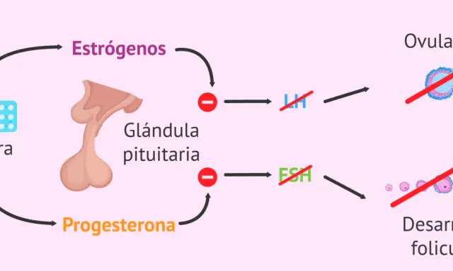 Diagrama explica cómo la píldora inhibe estrógenos y progesterona, afectando la ovulación y desarrollo folicular. Amenorrea como recuperar la regla.