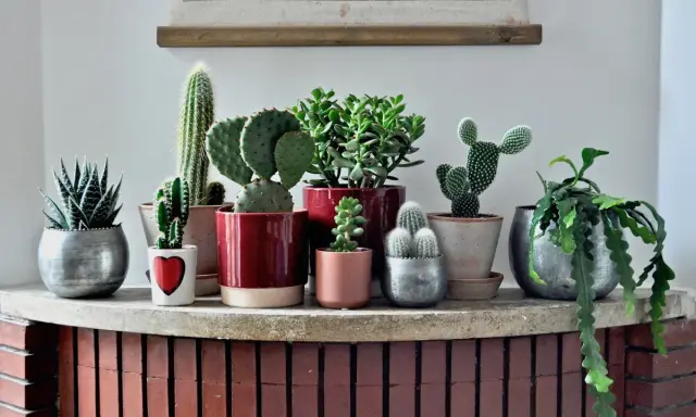 Collezione di piante grasse da appartamento immagini: cactus, succulente e altre varietà in vasi decorativi su una mensola.