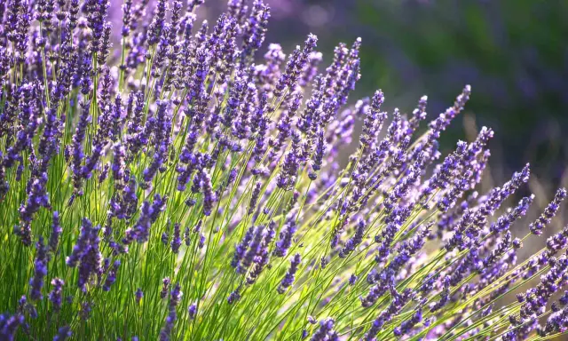 A field of vibrant purple lavender, bathed in sunlight. This image captures the essence of the best place to plant lavender, showcasing its beauty and fragrance.