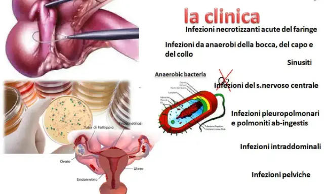 Illustrazione di infezioni da batteri anaerobi, con immagini di colture batteriche, anatomia femminile e schemi di batteri.