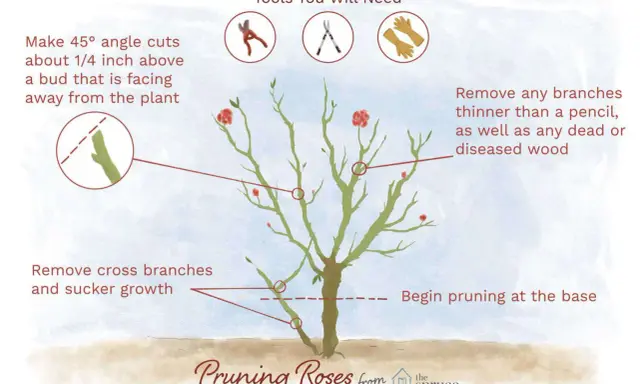 Illustration showing how to prune rose bushes, with tips on angle cuts, removing branches, and tools needed.
