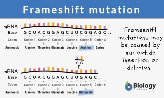 Mutazione frameshift: inserzione di CG altera la sequenza aminoacidica da Arginina a Glutammato.