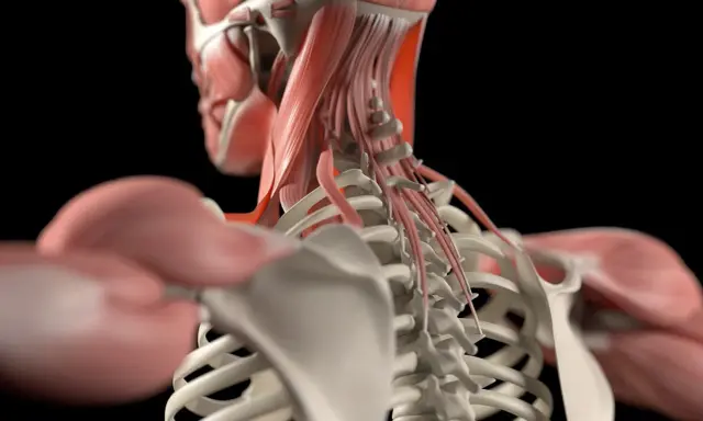 Detailansicht der Nackenmuskulatur Anatomie mit Wirbelsäule und Schulterknochen.