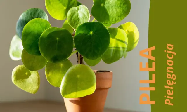 Pilea peperomioides, czyli pieniążek, w ceramicznej doniczce. Zielone, okrągłe liście pięknie odbijają światło.