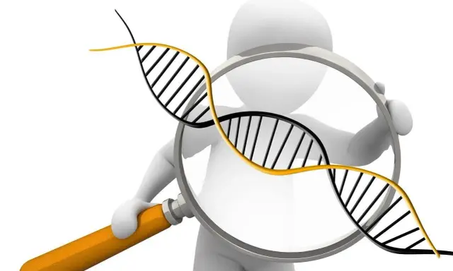 Figura 3D observa una doble hélice de ADN con una lupa, simbolizando la investigación de la diversidad genética.
