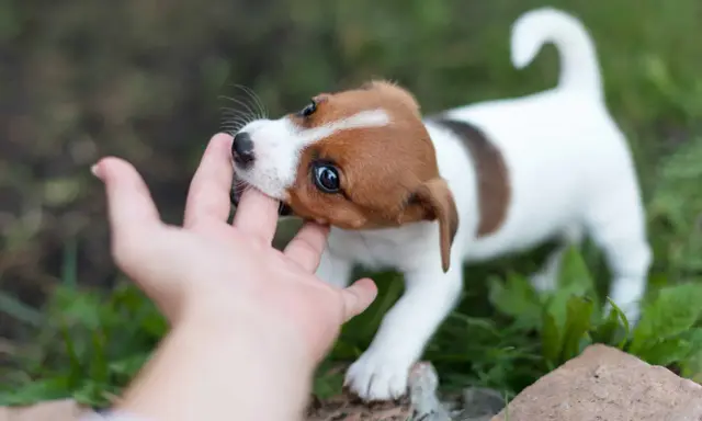 Szczeniak Jack Russell Terrier gryzie rękę. Dowiedz się, jak oduczyć szczeniaka gryzienia, oferując mu zabawki do gryzienia.