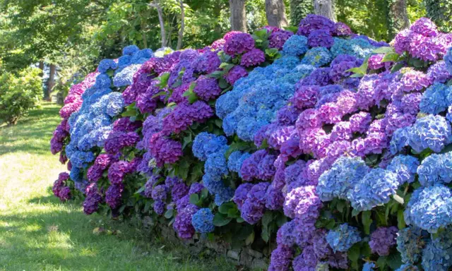Un mur de pierre bordé d'hortensias bleus et violets luxuriants. Une belle idée de ce que mettre au pied des hortensias pour un jardin coloré.