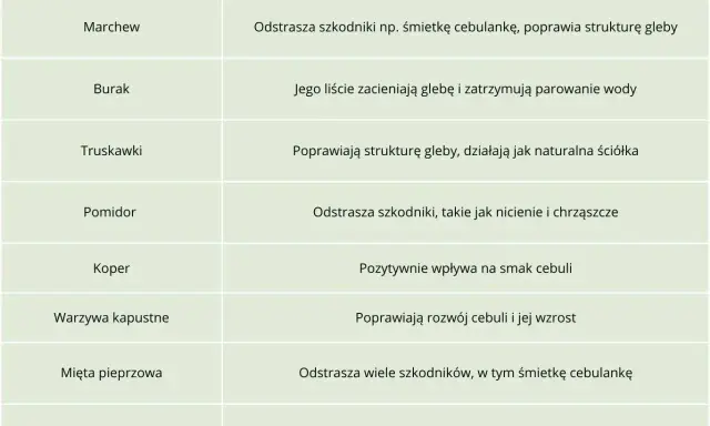 Tabela podpowiada, co sadzić obok cebuli: marchew, truskawki, pomidor, koper, warzywa kapustne, mięta, nagietek.