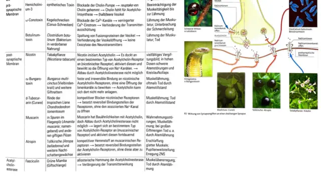 Synapsengifte wie Atropin und Nikotin beeinflussen cholinerge Synapsen und können zu Lähmungen führen.
