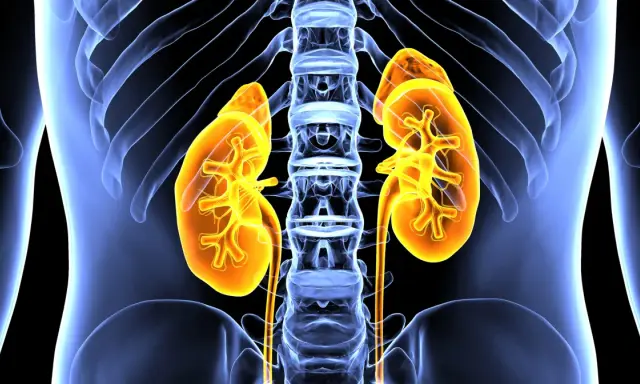 Anatomia nerek i kręgosłupa, ilustracja ukazująca kluczowe funkcje układu moczowego.