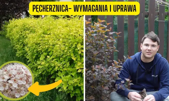 Pęcherznica: Jak przycinać? Krok po kroku do obfitych kwiatów
