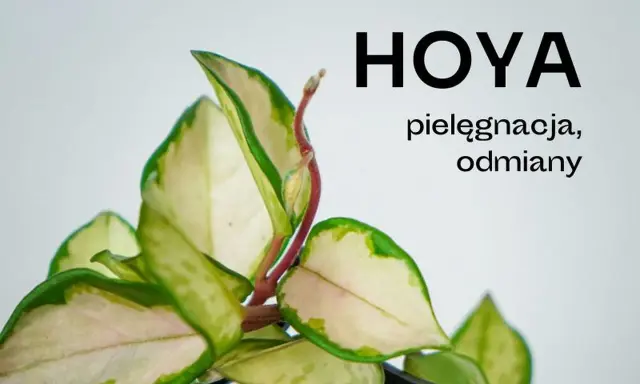 Zielone liście z kremowymi obrzeżami, pnącze Hoya. Poznaj tajniki pielęgnacji i odmiany tej pięknej rośliny.