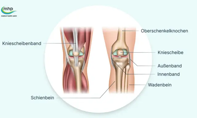 Anatomie des Knies: Oberschenkelknochen, Kniescheibe, Bänder und Schienbein. Hilfreich bei Knieschmerzen nach Joggen.