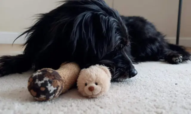 Un chien noir se repose sur un tapis, blotti contre ses jouets. Il semble réfléchir à en combien de temps un chien s'attache à son maître.
