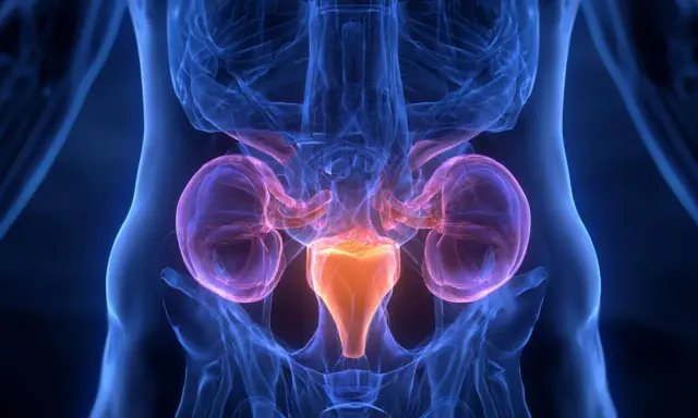 Anatomia układu moczowego z widocznymi nerkami i pęcherzem. Grafika ilustruje powiększona prostata leczenie.