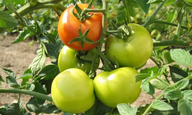 Tomates vertes et une rouge mûre sur une branche. Idéal pour planter les tomates avec la lune, pour une récolte abondante.