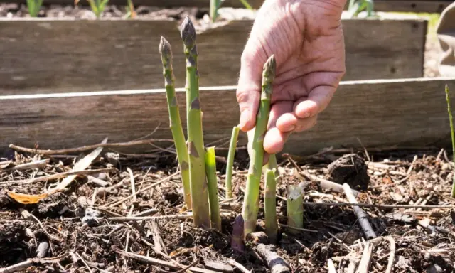 A hand gently plucks a fresh asparagus spear from the soil, demonstrating how to harvest asparagus.