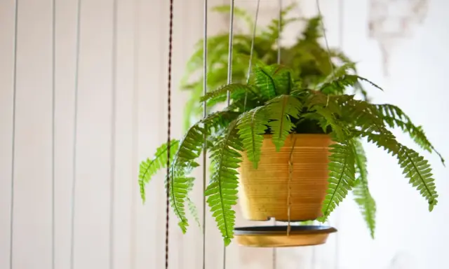 Une fougère de Boston extérieure, luxuriante et verte, pend dans un pot doré, ses frondes tombant gracieusement.