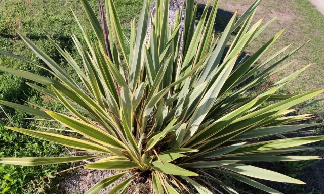 Un plant de lin de Nouvelle-Zélande aux longues feuilles vertes et jaunes, dressé sur un lit de gravier et d'herbe.