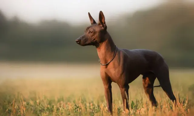 Un chien mexicain, sans poil, se tient dans un champ d'herbes hautes au lever du soleil.