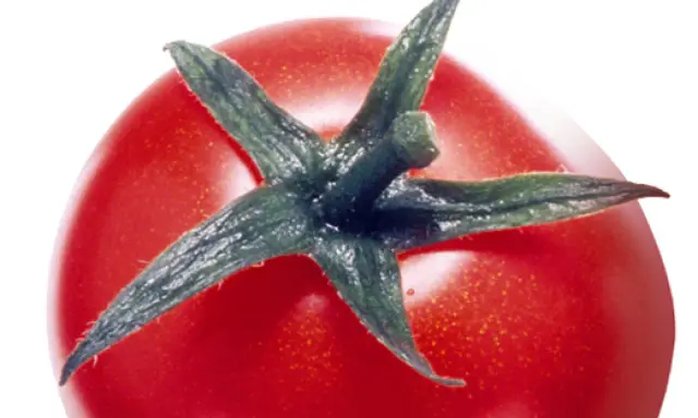 Gros plan sur une tomate rouge vif, ses sépales verts pointant vers le ciel. Une image qui évoque le danger de la tomate, peut-être une métaphore de la beauté trompeuse.