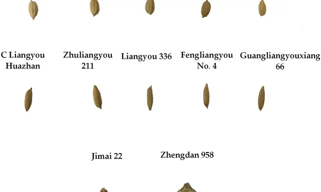 A collection of different rice grains, each labeled with a unique identifier, showcasing variations in size and shape.