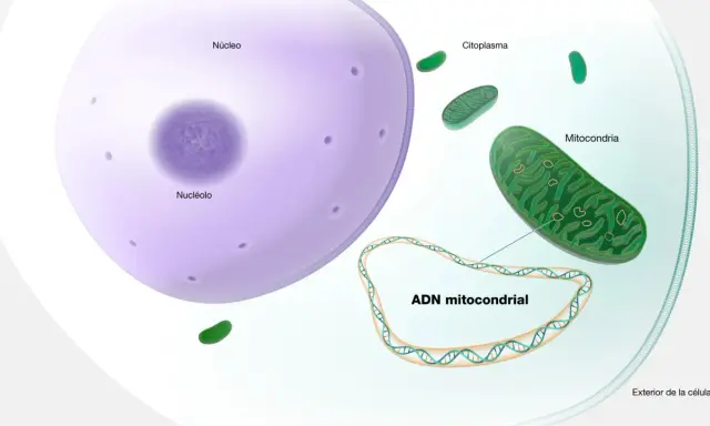 Ilustración de una célula con núcleo, citoplasma y mitocondrias. El ADN mitocondrial, que sirve para la producción de energía, se muestra en un bucle.