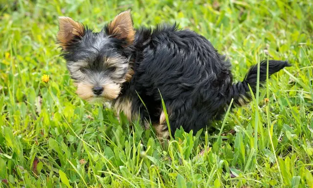 Mały yorkshire terrier robi czarną kupę w trawie.