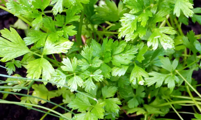 Persil frais et luxuriant, prêt à être récolté. Idéal pour savoir quand semer du persil en jardinière et profiter de cette herbe aromatique toute l'année.