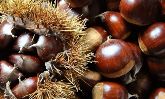 Castagne appena raccolte, alcune ancora nel loro riccio spinoso, altre pronte per essere gustate. Il loro significato è legato alla natura e alla stagione autunnale.