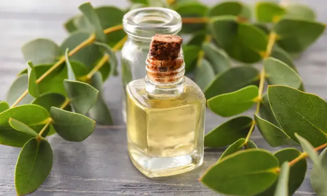 Huile essentielle d'eucalyptus citronné : attention au danger. Flacon de liquide jaune pâle entouré de feuilles vertes sur fond de bois.
