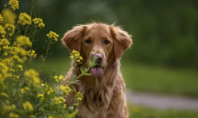 Piękny pies rasy retriever z językiem na wierzchu, otoczony żółtymi kwiatami.