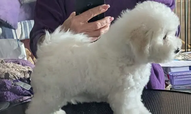 En fluffig bichon frisé står på ett bord, redo för en trimning.