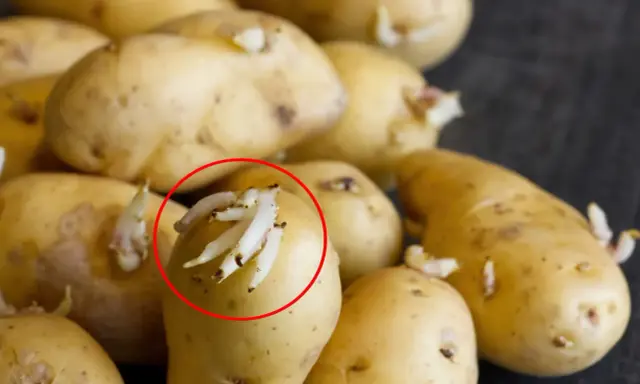 Pommes de terre germées, dont une pomme de terre molle avec de nombreuses pousses blanches.