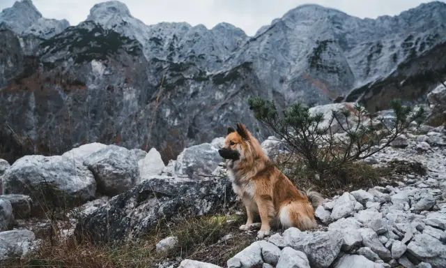 Pies siedzi na kamienistym szlaku, gotowy na wyprawę gdzie w góry z psem. W tle majestatyczne, skaliste szczyty.