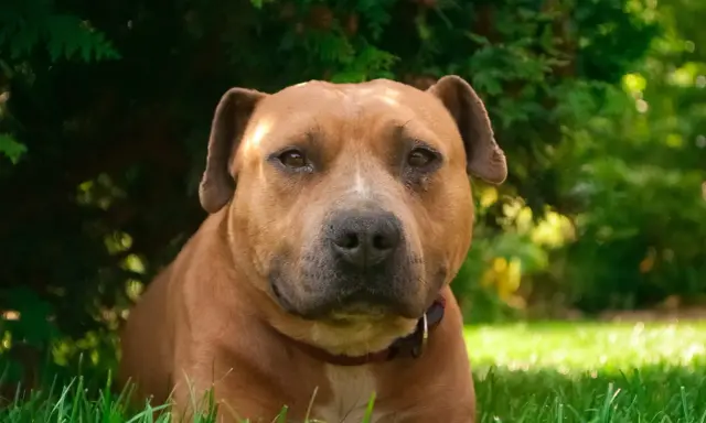 En brun amstaff kamphund vilar i gräset under ett träd.