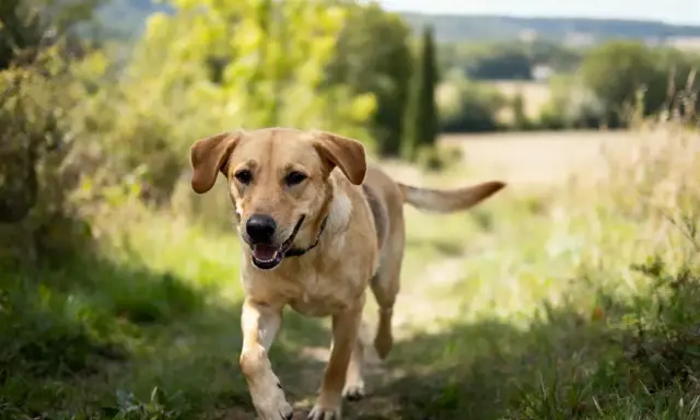 Un joyeux staff croisé labrador court sur un sentier herbeux, le soleil illumine son pelage doré.