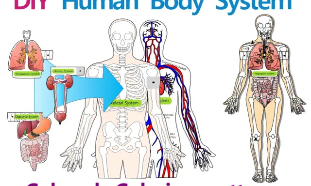 Illustrazione di un modellino corpo umano fai da te con scheletro, organi e sistema circolatorio.